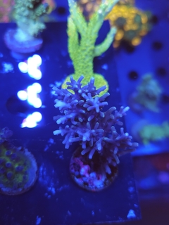 Acropora