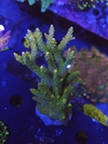 Acropora