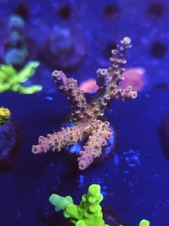 Acropora