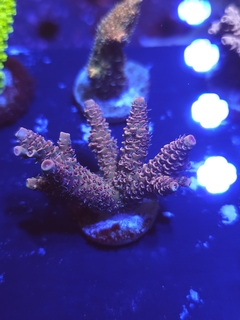 Acropora