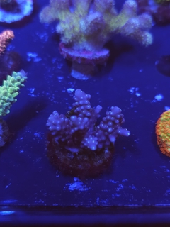 Acropora