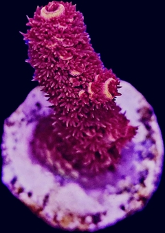 Acropora Pink Millepora