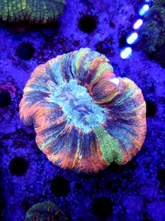 Welsophyllia Rainbow