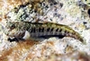 Entomacrodus Nigricans