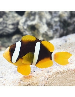 Amphiprion Clarkii PAREJA