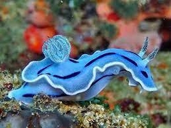 Chromodoris Lochi