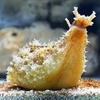 Dolabella Auricularia - Nudi anti algas -