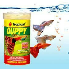 Tropical Guppy