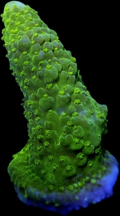 Acropora Hummilis