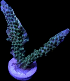 Acropora Cervicornis blue