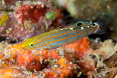 Amblygobius Rainfordi