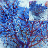 Gorgonia Blueberry/Anthogorgia