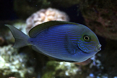 Acanthurus Mata