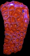 Micromusa Amakusensis