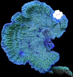 Montipora verde blue tip frag
