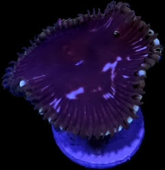 Palythoa Purple Death por polipo