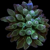 Enctamatea Quadricolor- Anemona Bubble Verde-