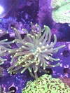 Euphyllia Torch