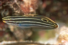 Amblygobius Hectori