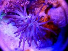 anemona del caribe