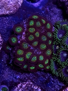 Zoas Hulk Eyes