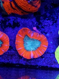 Trachyphyllia Geofroyii