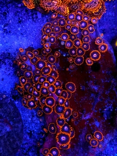 Zoas Indonesia