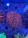 Goniopora red