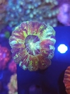 Trachyphyllia Geofroyii