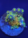 Acropora Walt Disney - comprar online