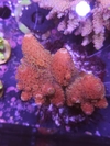 Acropora Hummilis