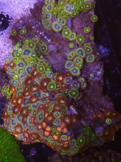 Zoas Vietnam