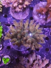 Acropora Millepora