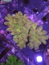 Acropora Florida