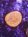 Fungia Orange