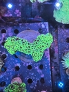 Euphyllia Ancora Green