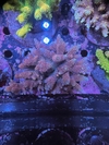 Acropora Millepora