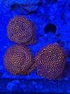 Stylocoeniella Space Jam