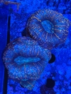 Acanthastrea Bowerbanki