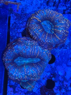 Acanthastrea Bowerbanki