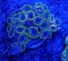 Zoas Indonesia