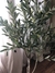 Planta Olivo en maceta - comprar online