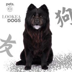 #Lookeadogs Morita