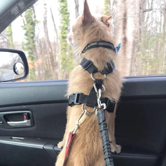 Cinturón de seguridad en coche para perros Elástico - tienda online