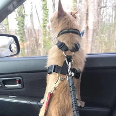 Imagen de Cinturón de seguridad en coche para perros Elástico