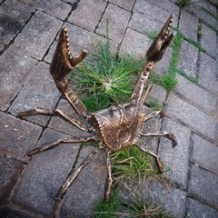 Escultura de caranguejo em metal - Caranguejo IAN pátina dourada