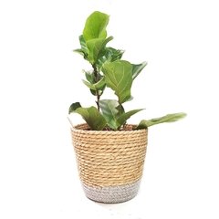 Ficus Pandurata con maceta Seagrass