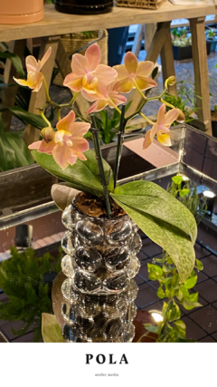 Mini Orquídea en Recipiente de Vidrio en internet