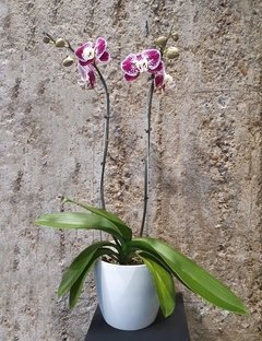 Orquídea de dos varas con maceta blanca