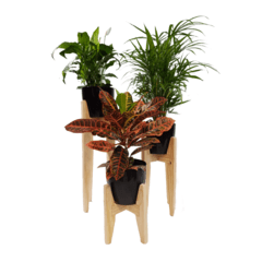 Planta con Maceta y Soporte - Pola Atelier